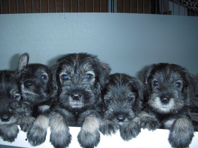 puppies